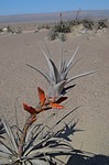 Tillandsia latifolia Nazca to Arequipa GPS192 Peru_Chile 2014_0313.jpg